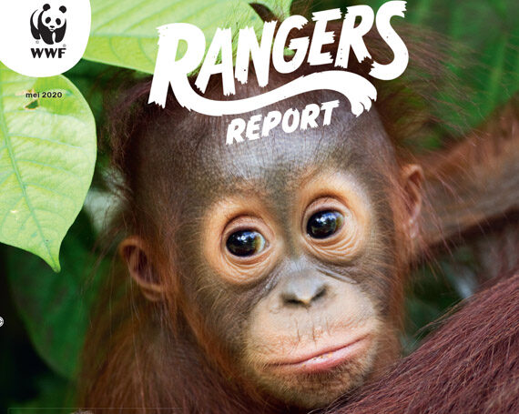 WWF RANGER REPORT